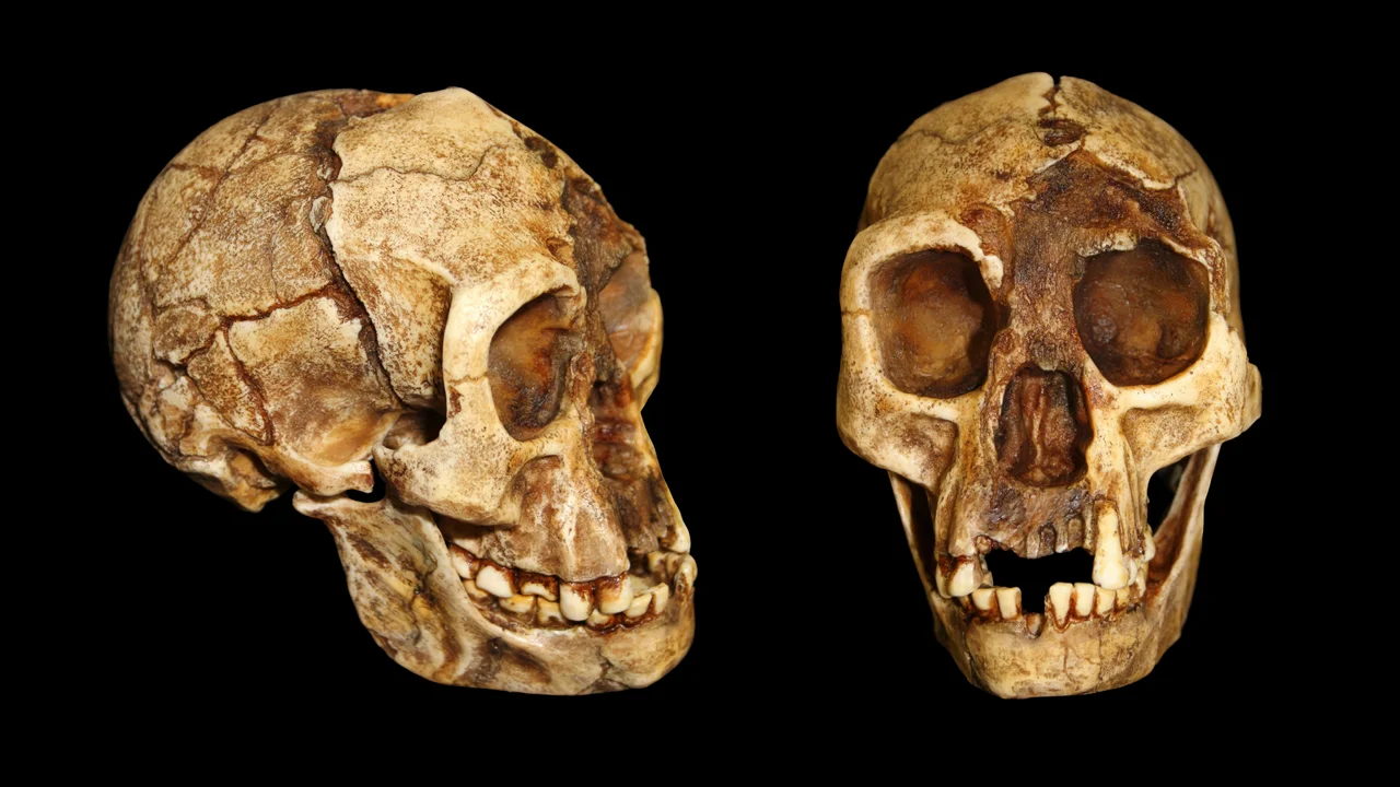 New Insights into the 'Hobbit' Species: A Closer Look at Their Unique Bipedalism