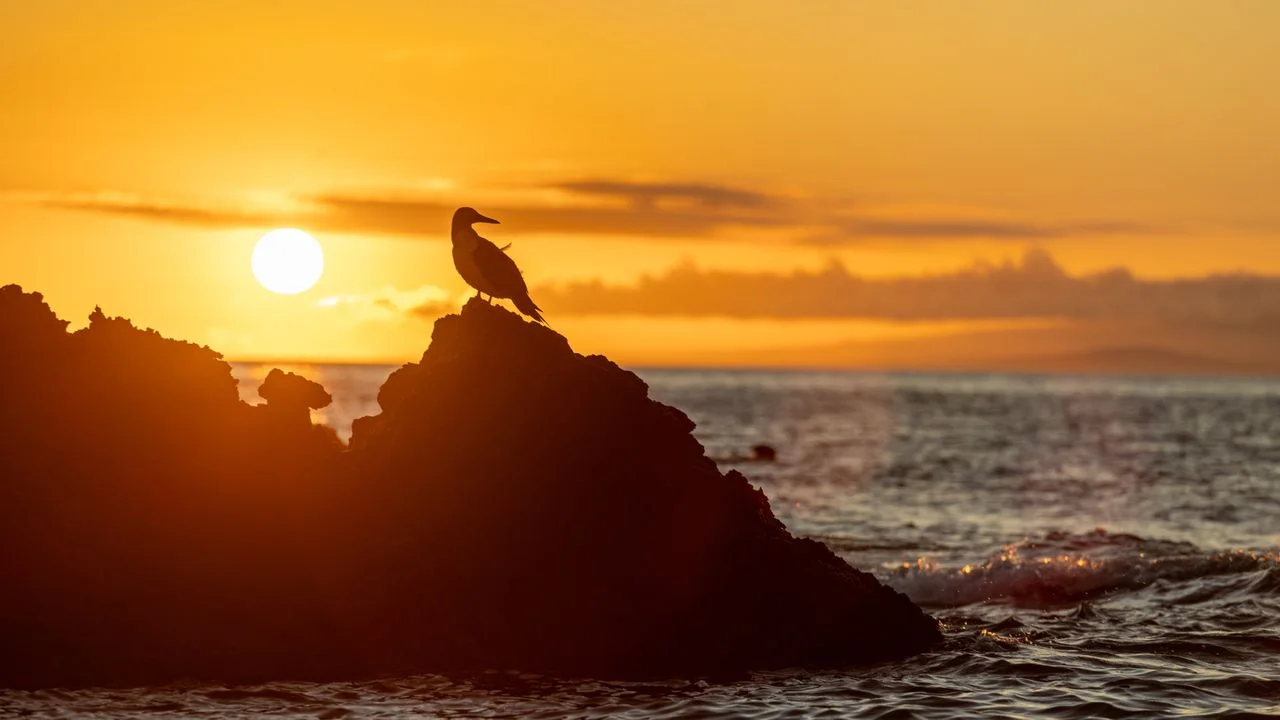 El Niño's Intensifying Threat: Climate Change Boosts Event Strength to New Heights
