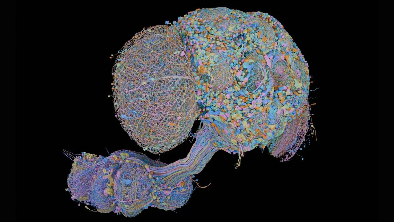 Mapping Male Fruit Fly Neural Circuits: Insights into Behavior and Neurobiology