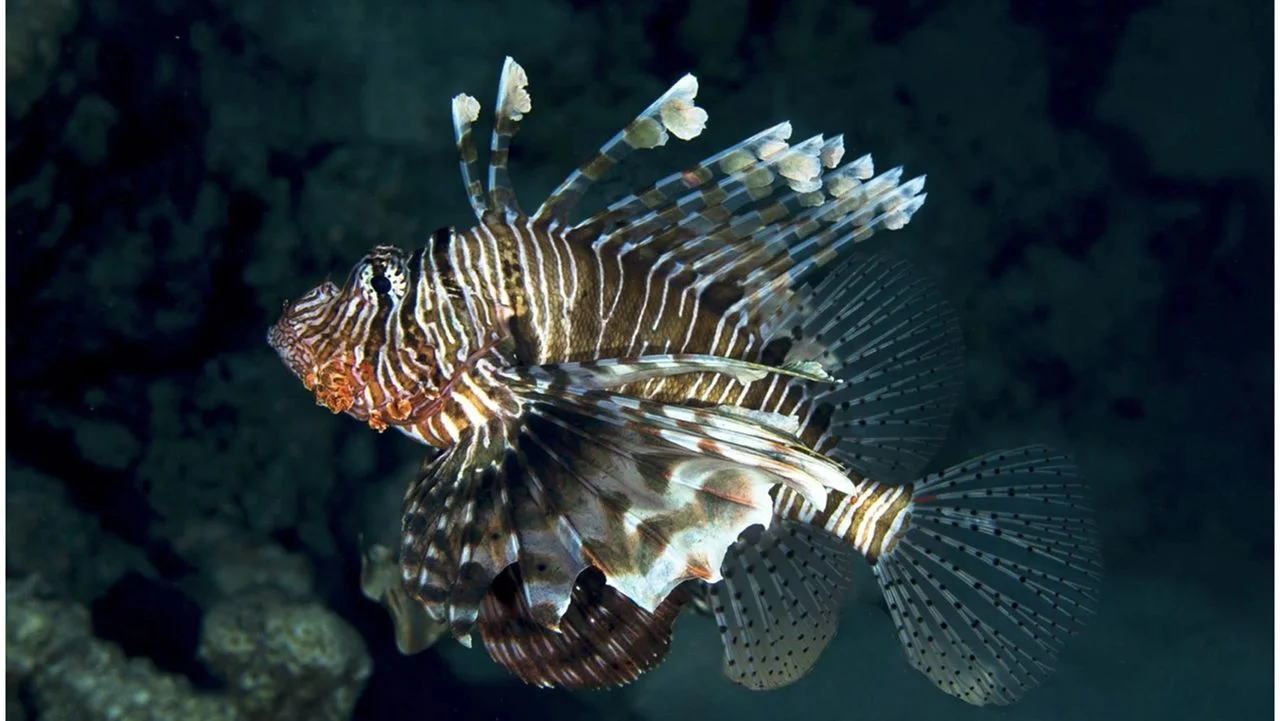Revealing the Ecological Impact of WW II Shipwrecks in Albania's Marine Life