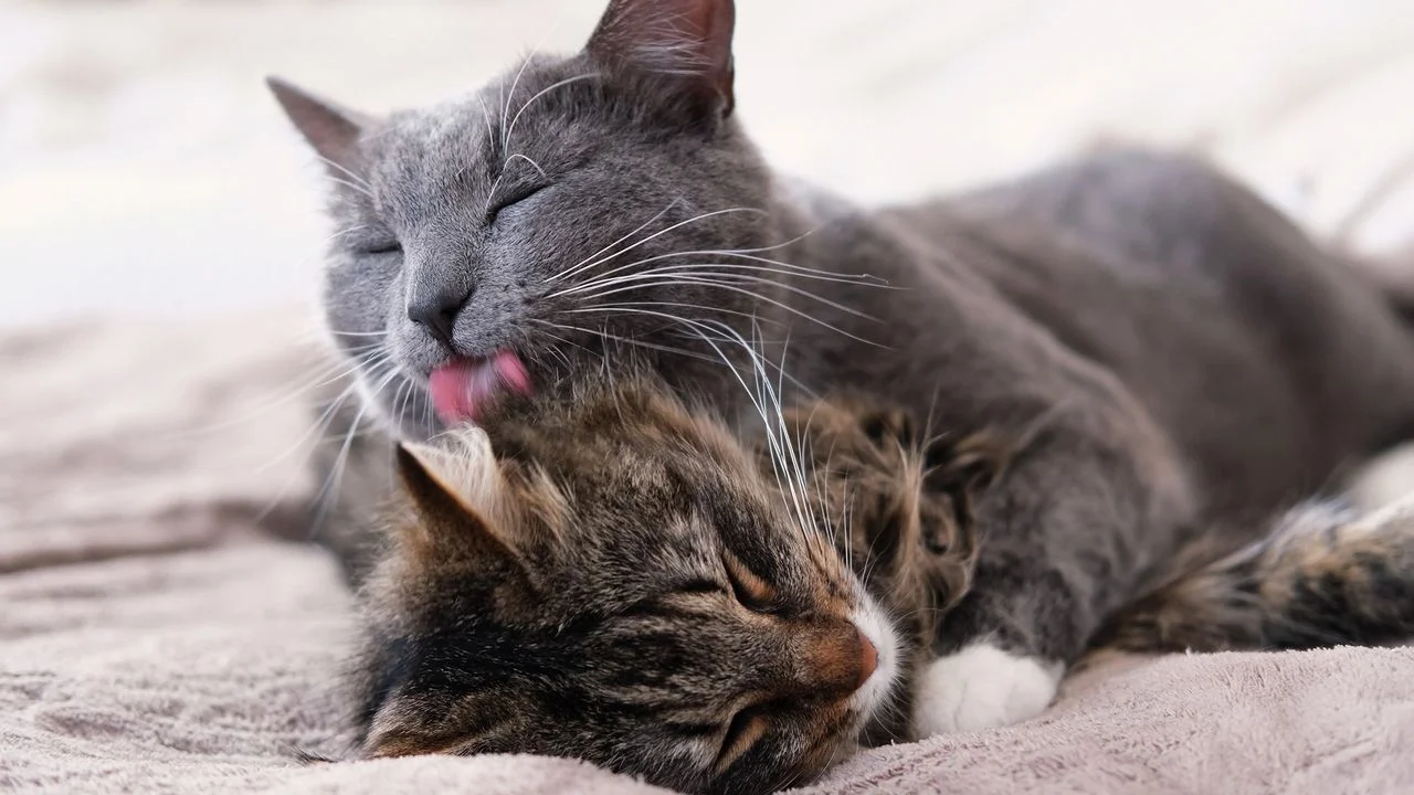 Understanding Cats: The Significance of Allogrooming in Feline Behavior