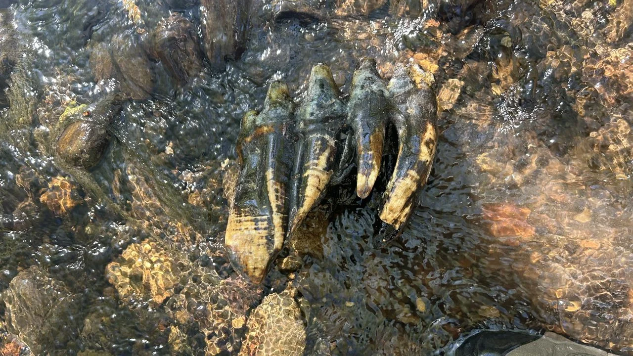 Rare Pacific Mastodon Molar Discovered in California Nature Preserve