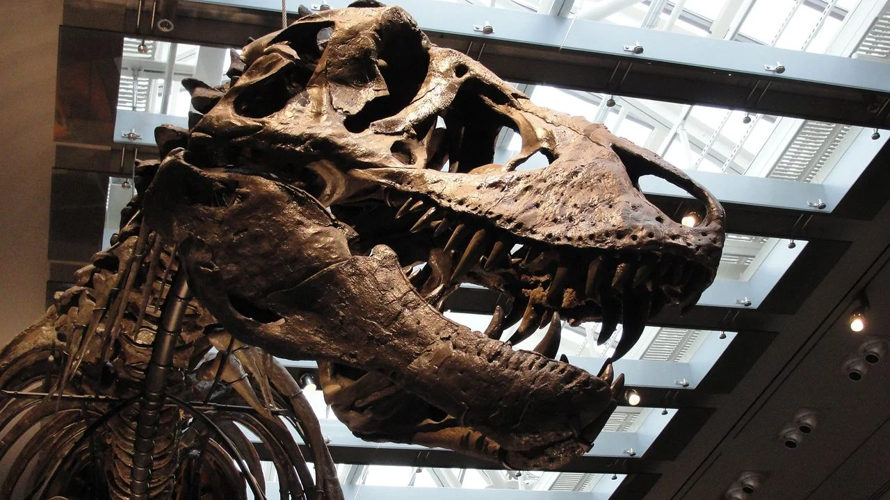 Study Reveals Tyrannosaurus rex Had Body Temperature Comparable to Humans