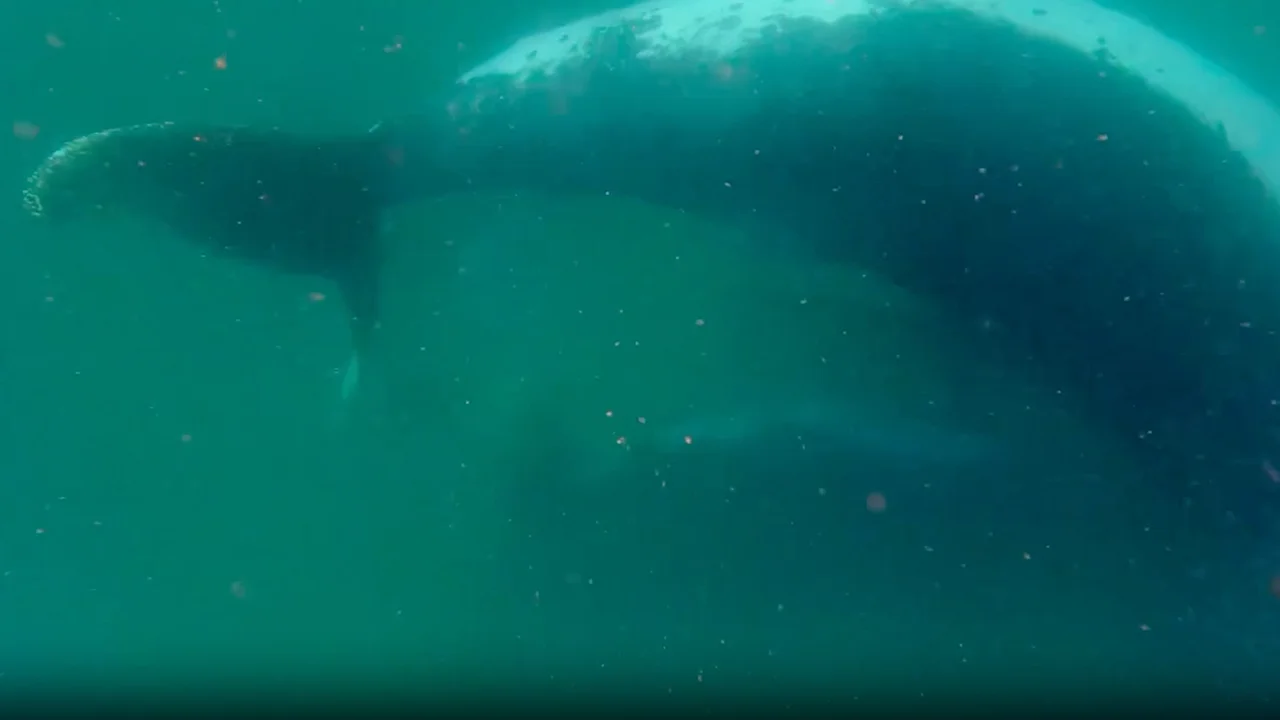Humpback Whale Mother Displays Grief in Remarkable Footage of Stillborn Calf
