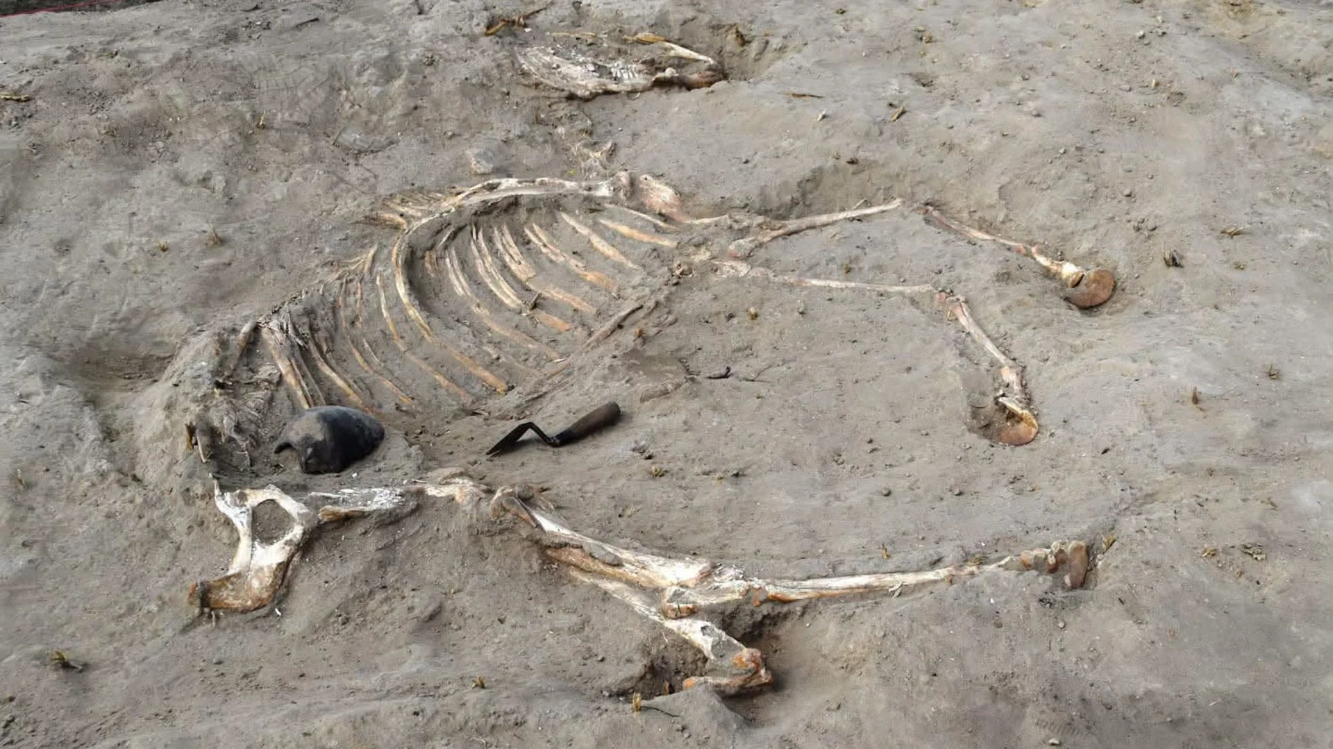 Ancient Egyptian Military Insights Revealed Through Horse Burial Discovery
