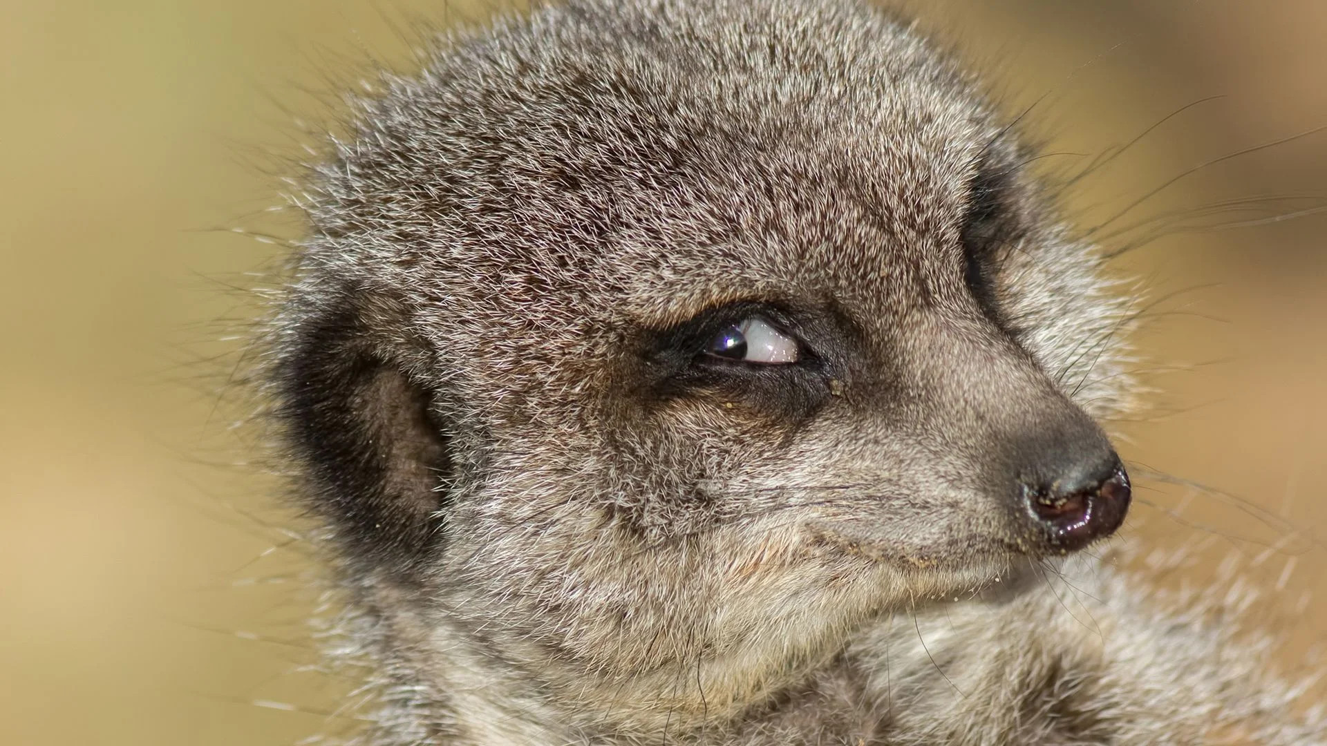 Can Animals Experience the Emotion of Schadenfreude?
