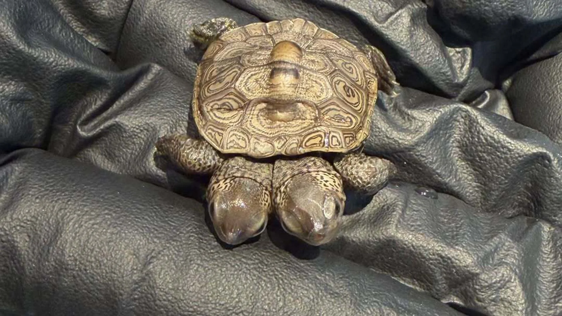 Discovery of Two-Headed Turtle Hatching in Cape Cod Sparks Interest in Bicephaly