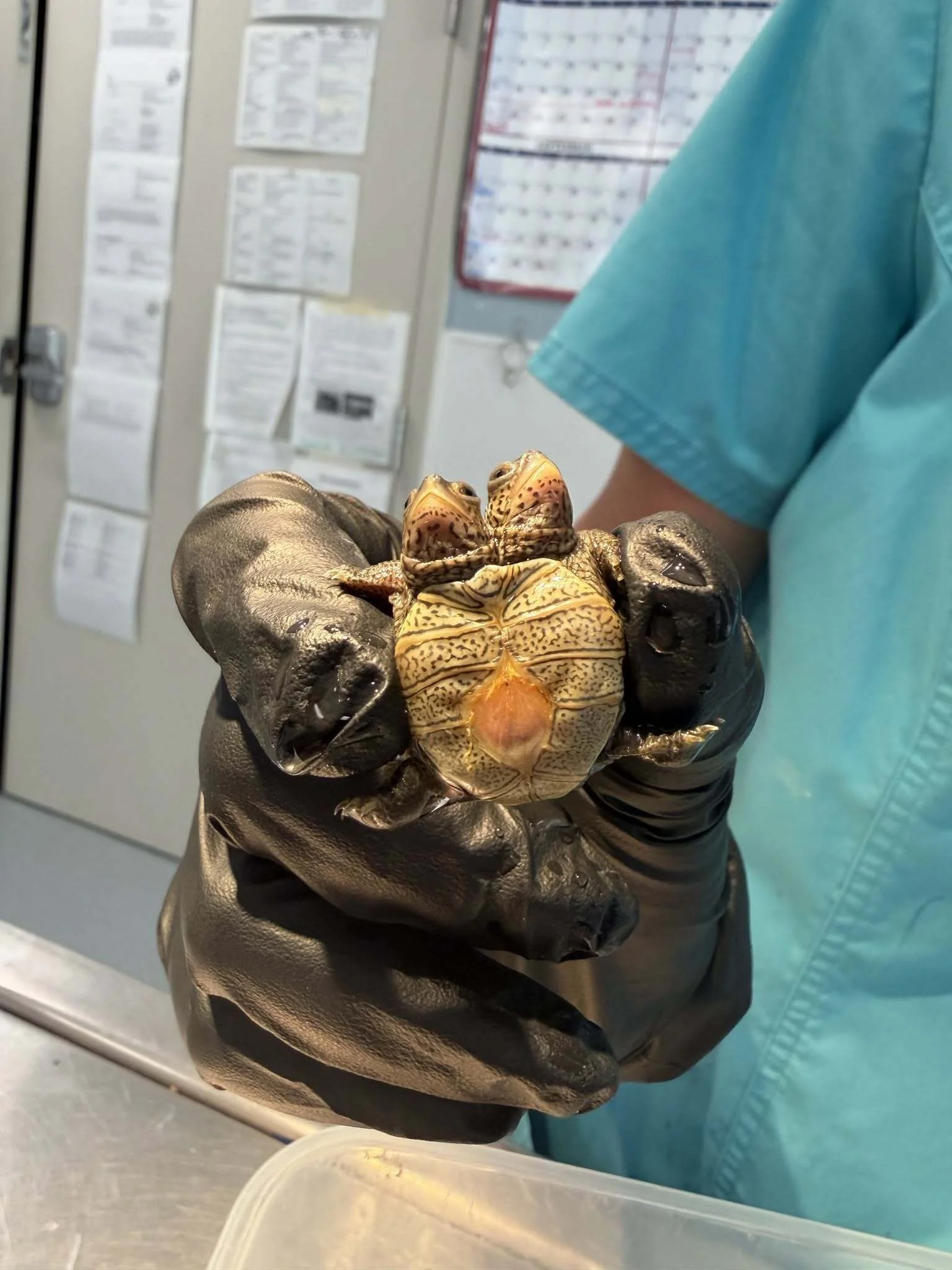A close up of a small two-headed turtle held in a black latex glove.