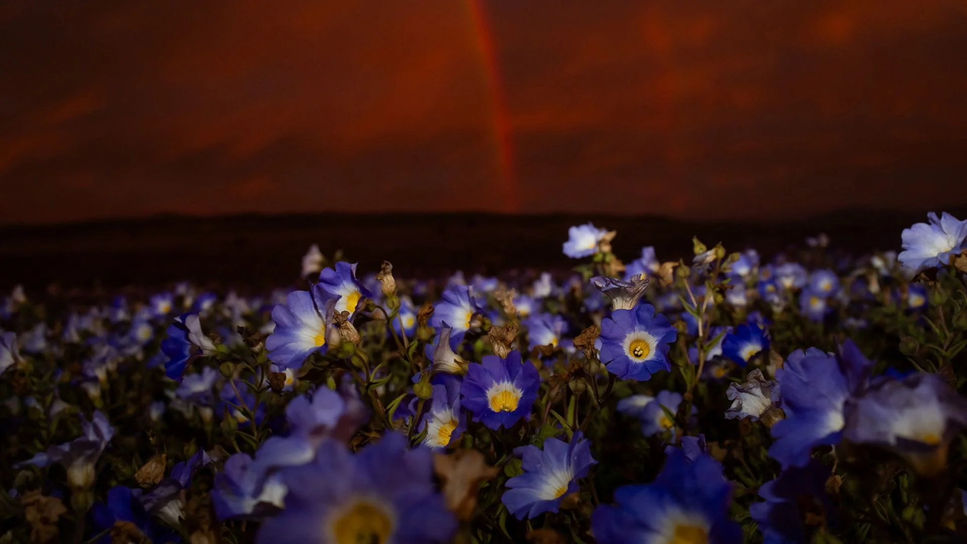 A series of purple flowers are seen under a red sky.