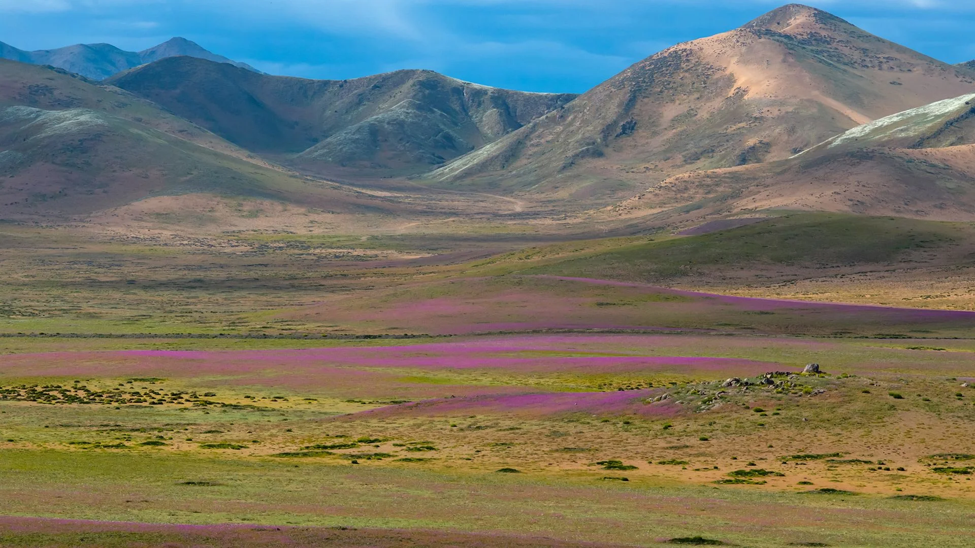 Vivid Blooms Transform Chile's Atacama Desert Amid Unprecedented El Niño