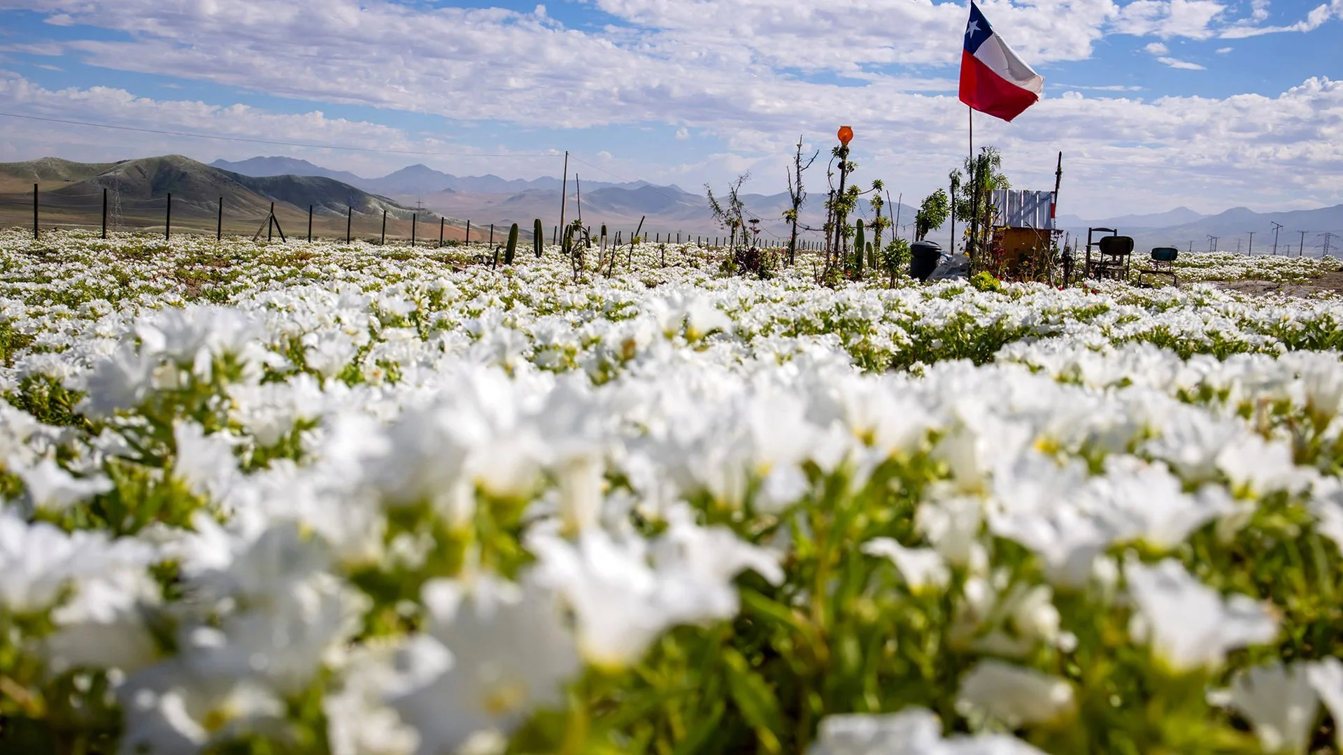 A patch of white blooms is seen with a red, white and blue flag in the background.