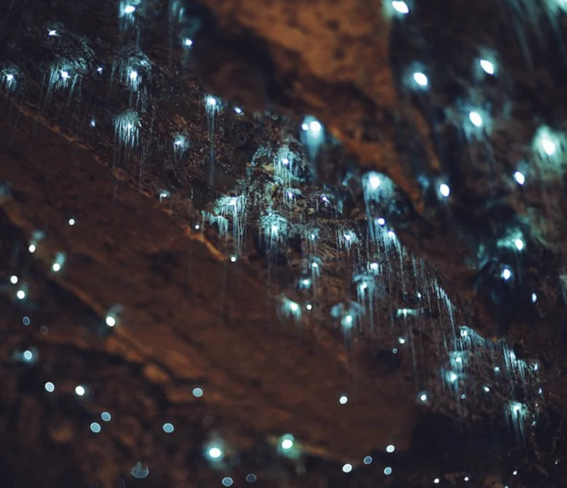 Discover the World's Most Stunning Bioluminescent Wonders